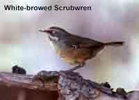 Scrubwren